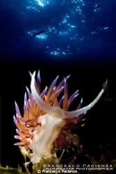 Nudi under blue sky. by Francesco Pacienza 